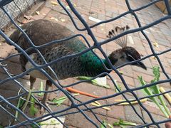 -长白岛森林公园