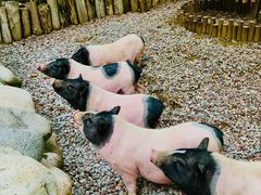 -北京野生动物园