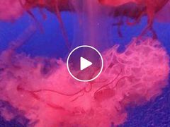 -蓬莱欧乐堡海洋极地世界