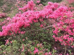 -木兰云雾山