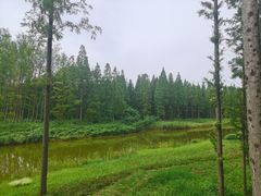 -黄海国家森林公园