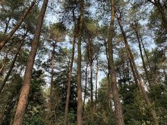 -铁山坪森林公园