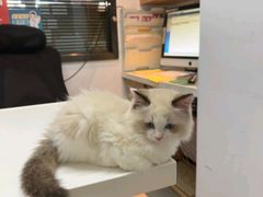 -御宝贝·A梦猫科宠物医院(国际猫友好医院)