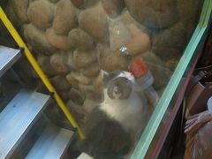 -猫咪博物馆(顶澳仔猫街店)