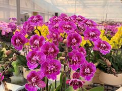 -龙大花卉苗木市场