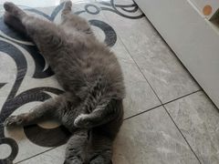 -有猫儿腻咖啡厅.猫咖