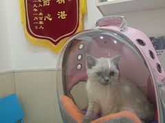 -佳怡动物医院·平价24小时·猫专科骨外科