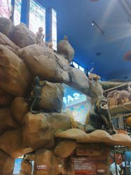 -卡通尼·Safari非洲探索乐园·生日会(金桥国际商业广场店)