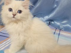 -伟伟宠物医院·瑞派猫友好医院·猫科(光谷店)