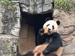 -都江堰中华大熊猫苑