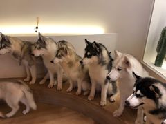 -Husky Go! 哈士奇体验馆·宠物咖啡厅狗咖