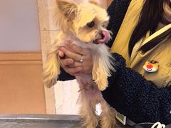 -帕帕拉兹宠物(亚洲旗舰店)