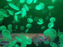 -江和美海洋公园