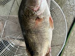 -庆岭迎宾园正宗活鱼馆