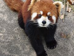 -合肥野生动物园