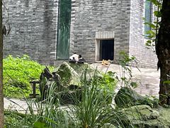 -都江堰中华大熊猫苑