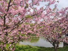 -上海共青森林公园