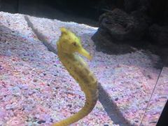 -暹罗海洋世界