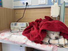 -达爱动物医院·犬猫分区·CT·复杂眼科(远洋山水分院)