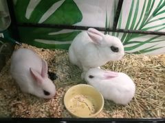 -藦茜花园宠物主题亲子互动体验馆(国顺东路店)