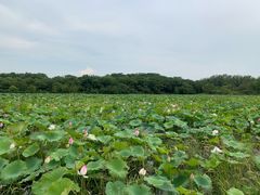 -盘龙城国家考古遗址公园