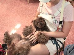 -帕帕拉兹宠物(亚洲旗舰店)