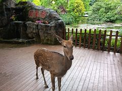 -野象谷景区