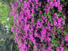-杭州植物园