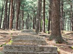 -黄椅山火山森林公园
