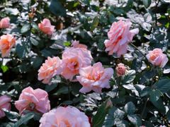 -人民公园(罗湖区)