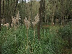 -西湖风景区-江洋畈生态公园