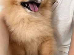 -艾贝尔宠物医院牙科·心肾·肿瘤·内窥镜(哈密路店)