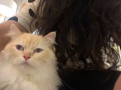 -喵喵咪呀布偶猫咖(春熙路店)