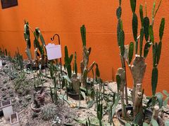 -正佳雨林生态植物园