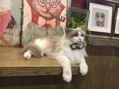 -共舞时光猫咖·狗咖(新街口店)