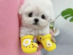 -萌宠之家·腊肠犬·马尔泰·小体犬舍