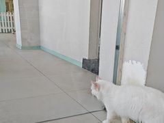 -怪兽屋·羊驼·猫咖·狗咖(俊华广场店)