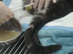 -瑞派·关忠动物医院·猫专科·犬专科(三环新城店)