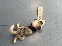 -顺强宠物诊所·狂犬免疫·夜诊·骨科(嘉定店)