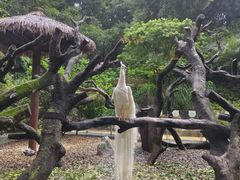 -广州长隆飞鸟乐园