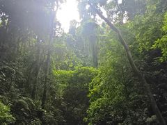 -西双版纳原始森林公园