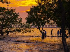 -宝安西湾红树林湿地公园