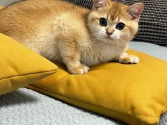 -喵zoo家庭繁育猫舍(尖东智能花园店)