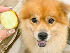 -百果园PAGODA(中铭豪园店)