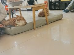 -平行世界·猫咖(首经贸店)