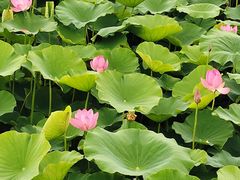 -羊亭河湿地公园