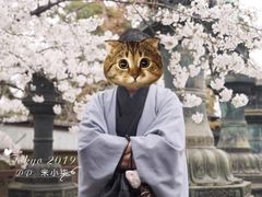 -东京浅草和服体验江户和装工房雅(浅草本店)