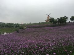 -大塘金香草谷