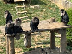 -大连森林动物园