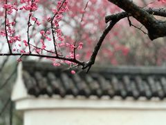 -重庆彩云湖湿地公园